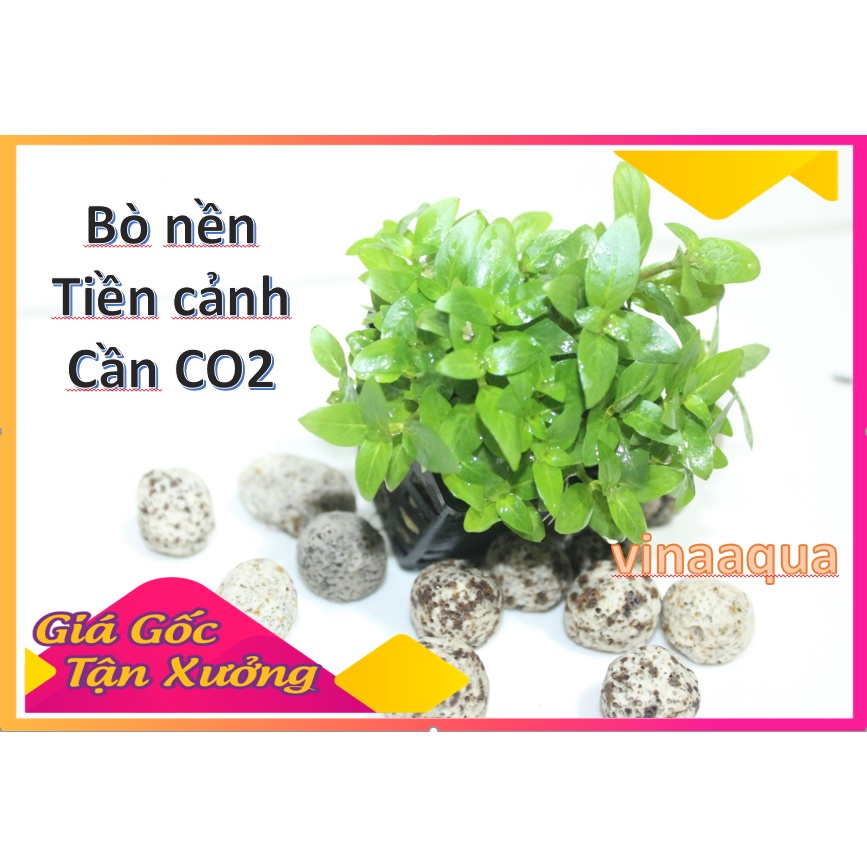 cây thủy sinh rau thơm bán cạn 1 chậu Vinaaqua_cây thủy sinh tiền cảnh cho hồ thủy sinh_bể thủy sinh