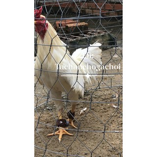 Tạ chân cho gà nòi