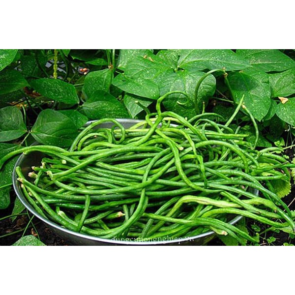 HẠT GIỐNG ĐẬU ĐŨA