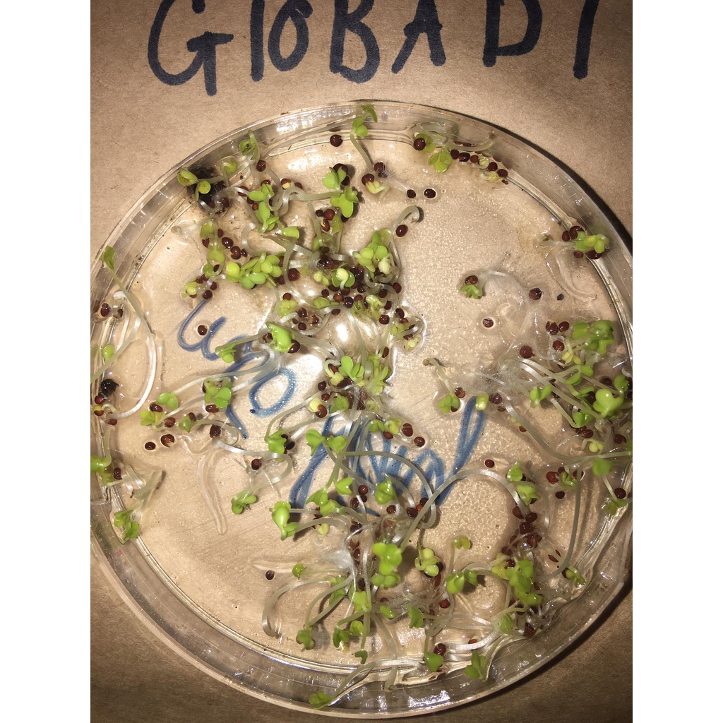 Hạt cải mèo xanh không lông 50 gram nảy mầm 98%