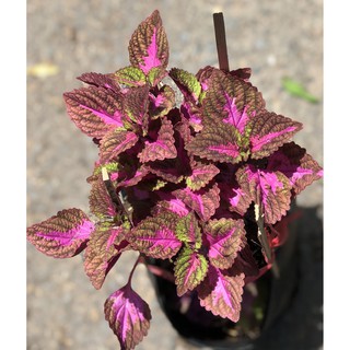 Chậu cây lá Gấm  màu đỏ