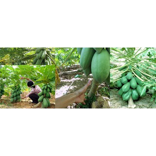 Kho buôn Hạt giống Đu Đủ Lùn Ruột gấc ngân lượng 5 hạt