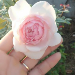 chậu hoa hồng vân khôi