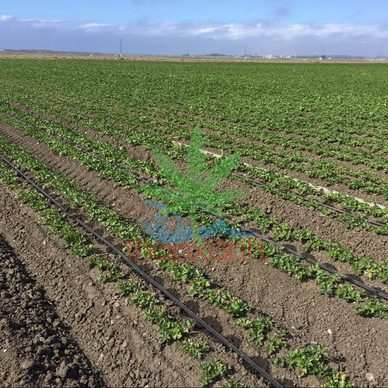 Cuộn 1000m Dây tưới nhỏ giọt 1602.20.2L, Băng nhỏ giọt bù áp Dây bẹt PE, Mắt 20 cm, Dày 0.2 mm