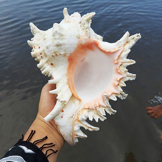 Vỏ Sò Lớn Trang Trí