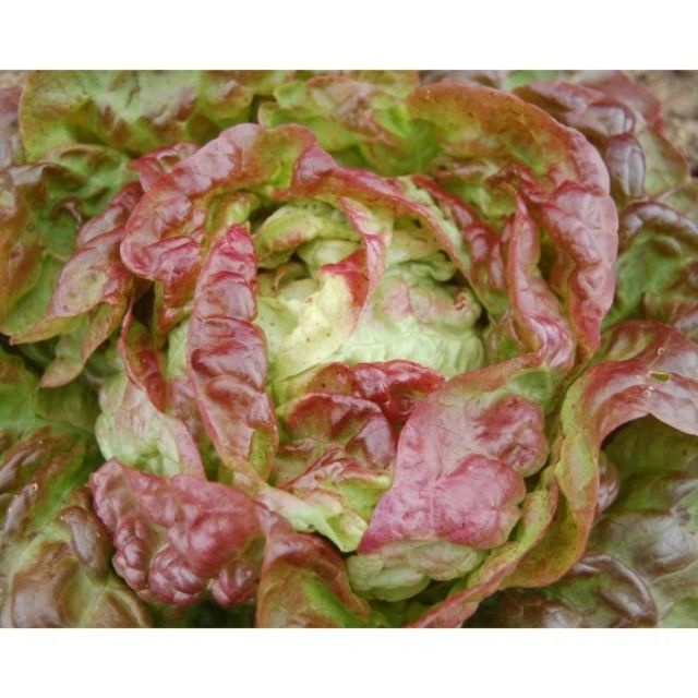 2000 Hạt Giống Xà Lách Nếp Tím Giòn Ngon, Năng Suất