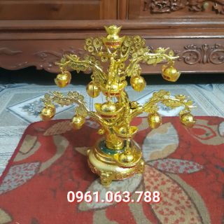 Cây Thỏi Vàng (Quay bé) - Cành Vàng Lá Ngọc
