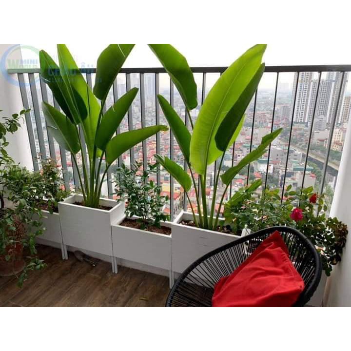 Chậu trồng cây gỗ nhựa composite 60*30cm