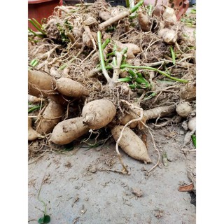 Củ Giống Thược Dược Ngoại (Giống Hoa)