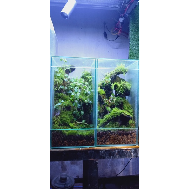 RÊU CỎ ĐẮP CHẬU BOSAI VÀ SETUP BỂ TERRARIUM
