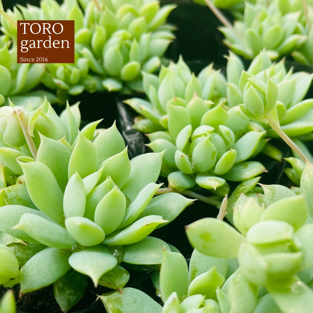 Sen đá dù kim Đà Lạt size bé cây cảnh trang trí nhà cửa Toro garden