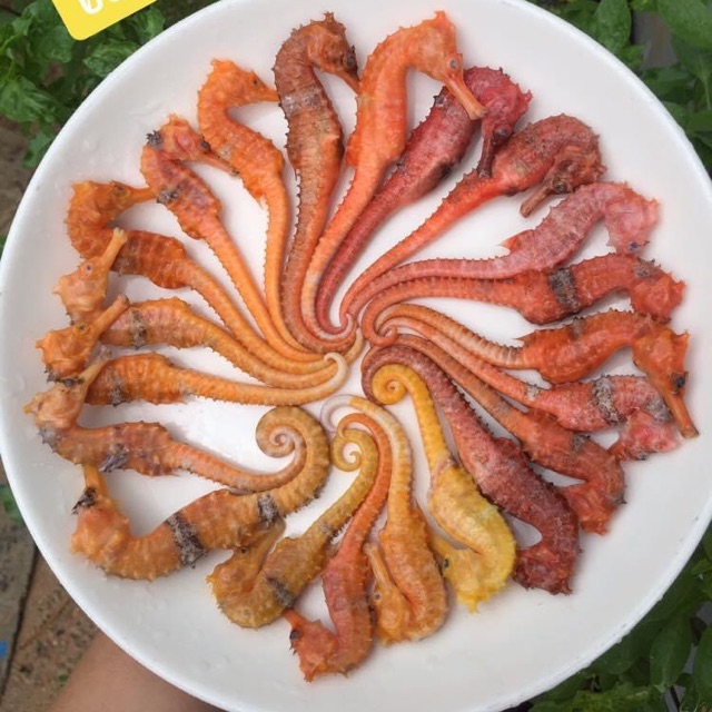 canguaphuquoc