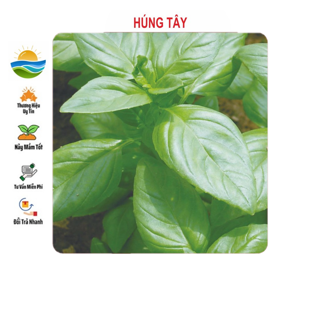 Hạt Giống Húng Tây - 0.5gram