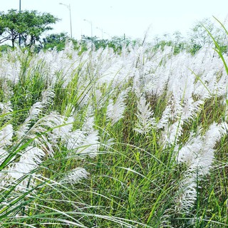 Xà bông thơm cỏ may