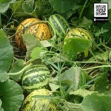 Hạt Giống Dưa Bở Khổng Lồ F1(Gói 40 hạt)Dễ Trồng &amp;Năng suất cao-Tổng kho hạt giống giá rẻ