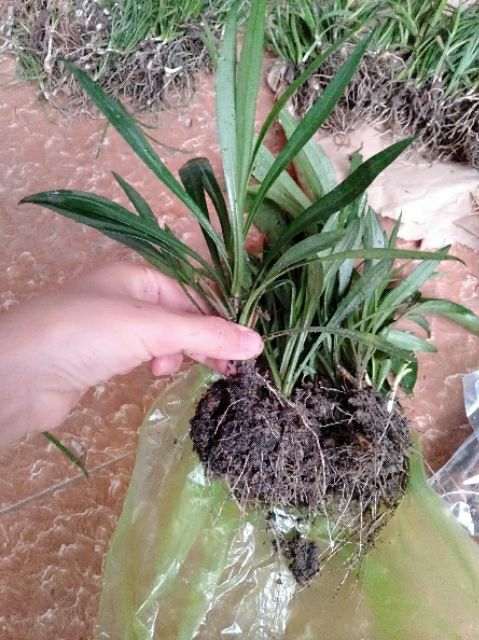 Cây hoa thạch thảo, cây sắp hoa
