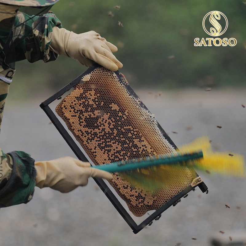 Mật ong hoa thành ngạnh SATOTO nguyên chất thượng hạng tăng cường sức khỏe SA129