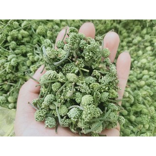 Nụ hoa tam thất vùng cao 500g