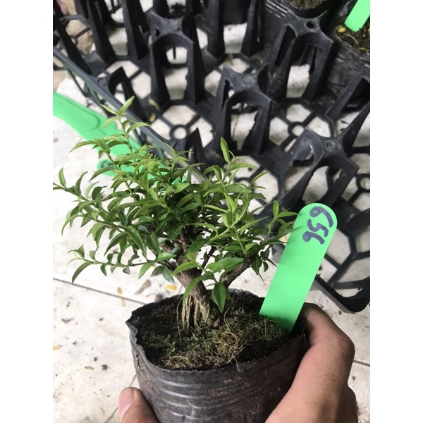 Mai chiếu thuỷ bonsai mini