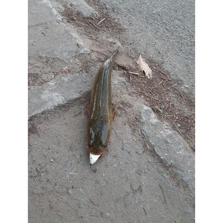 Mồi Lure Nhái Hơi TNQ T1 T3