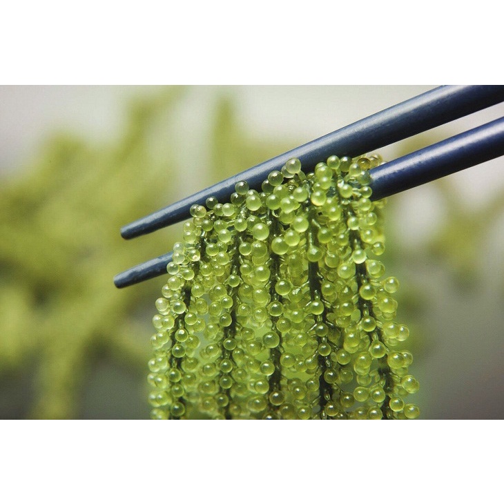 [5 GÓI 100G] - COMBO 5 GÓI RONG NHO TÁCH NƯỚC/ RONG NHO BIỂN/ SẢN PHẨM TỐT CHO SỨC KHỎE