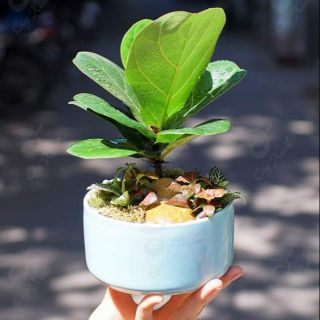 Ang sứ  Hình trụ [Side 13*7] , trồng sen đá, xương rồng tiểu cảnh
