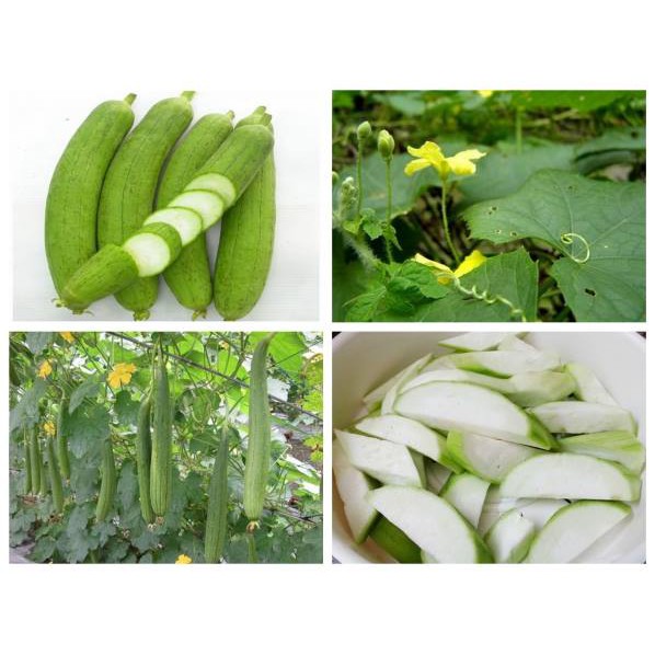 Hạt giống Mướp Hương siêu quả cao sản 2gr