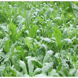 Hạt giống Cải cúc- Rau củ quả trồng tại vườn, sân thượng, nông trang, ban công