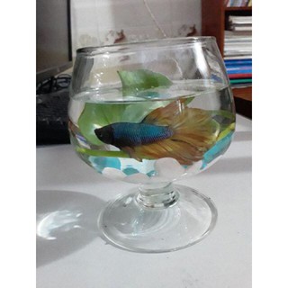 chậu thủy tinh có chân nuôi cá, trồng cây