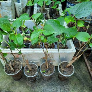 Cây dâu tằm ăn (cây giống chắc khỏe)