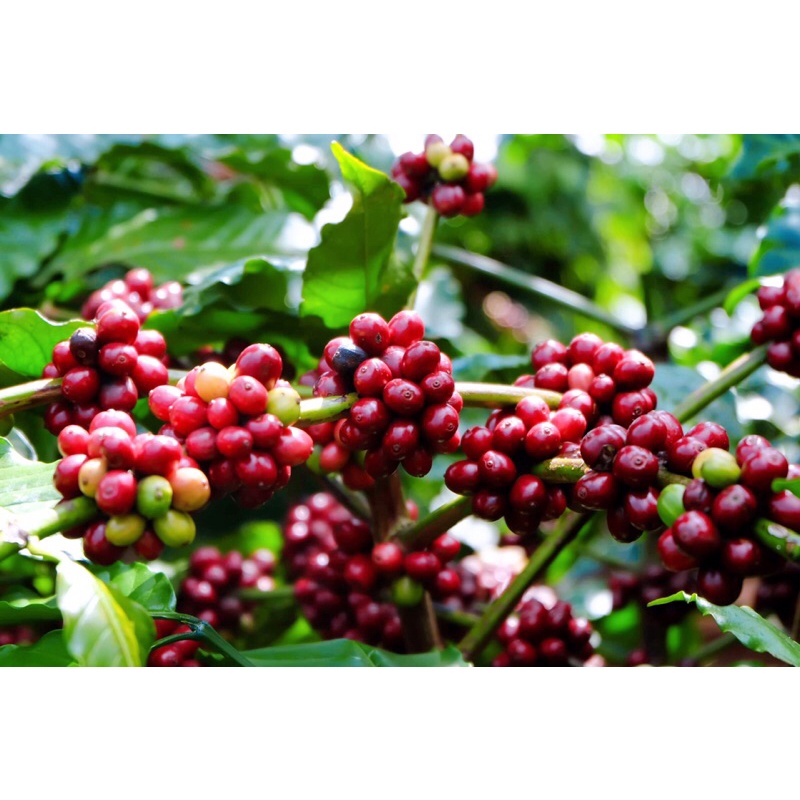 Cà phê Honey Robusta huyện DakHa, Kontum thượng hạng 500g - Rang Company | BigBuy360 - bigbuy360.vn