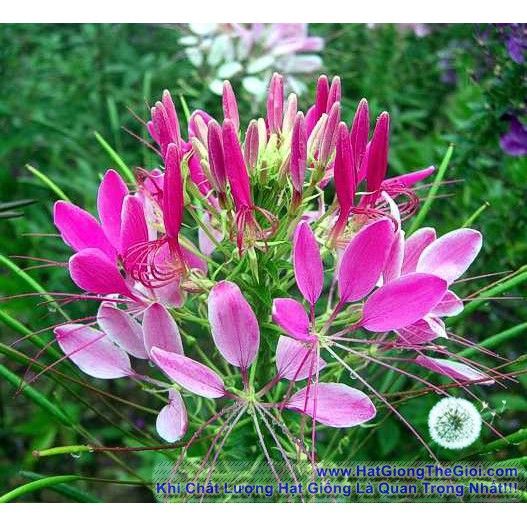 50h Hạt Giống Hoa Hồng Hoa Hồng Ri Mix CLEOME (TL| B6*V41)