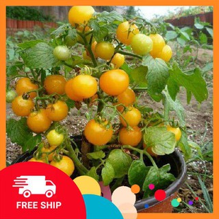 Hạt giống cà chua cherry lùn vàng 30 hạt