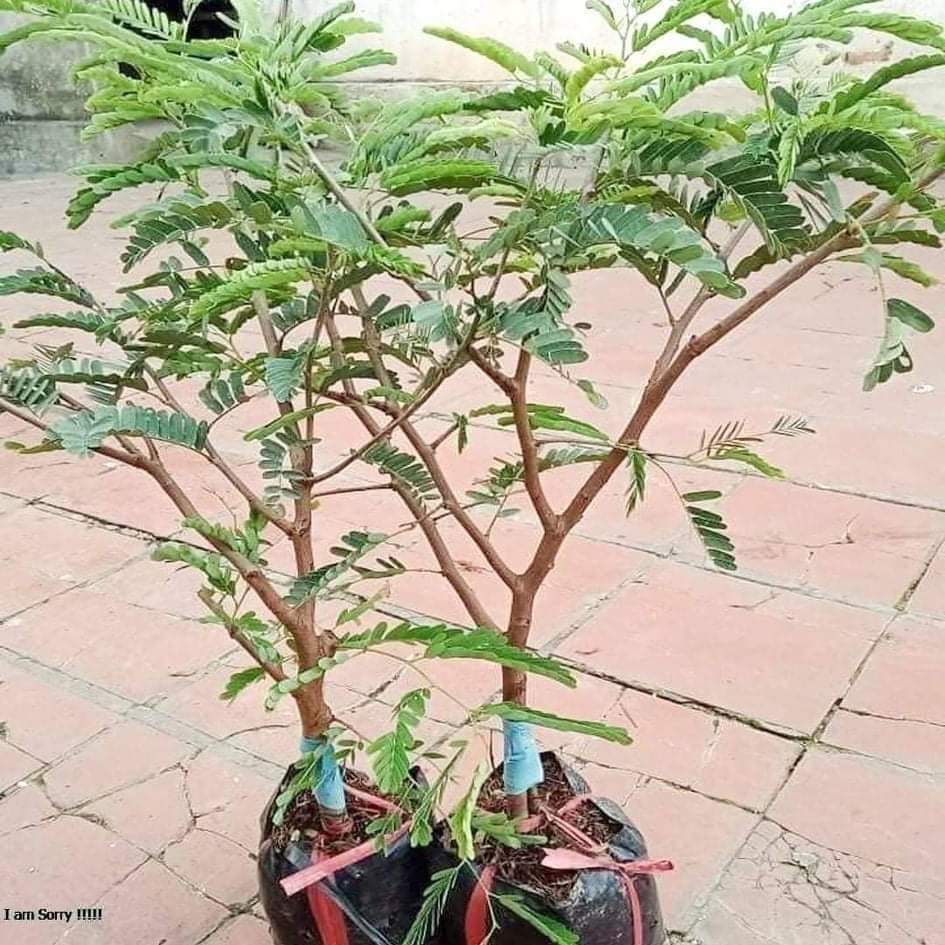 Cây Giống Me Thái