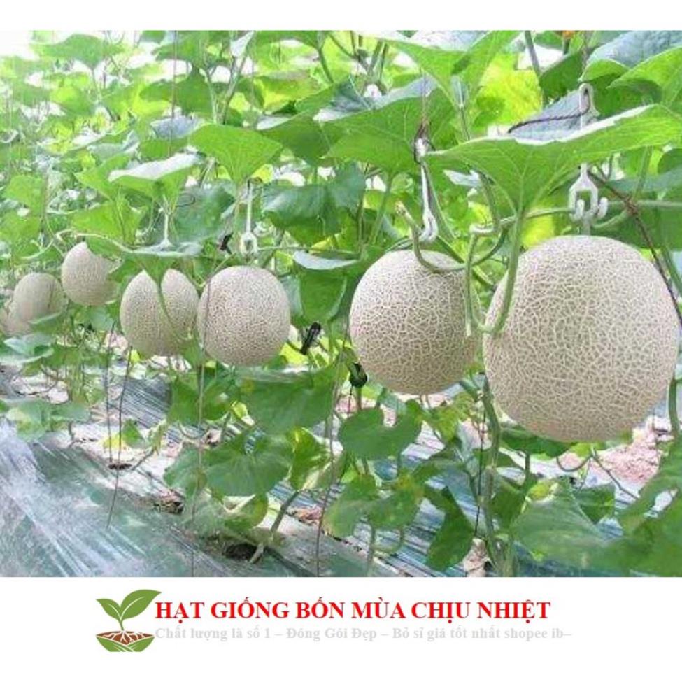Hạt Giống Dưa Lưới Lõi Vàng Oval