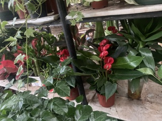 Hoa Hồng môn đỏ chậu nhựa