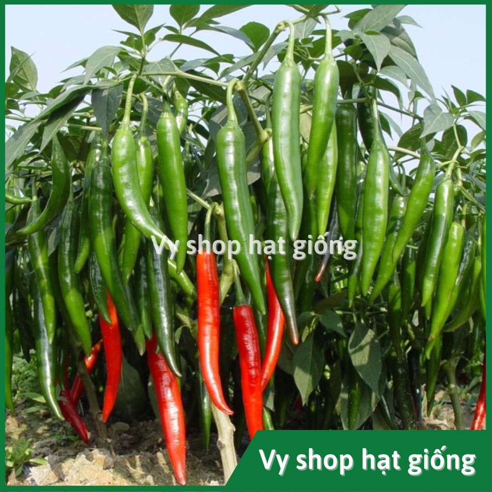 Hạt giống ớt chỉ địa siêu cay Thái Lan gói 200 hạt
