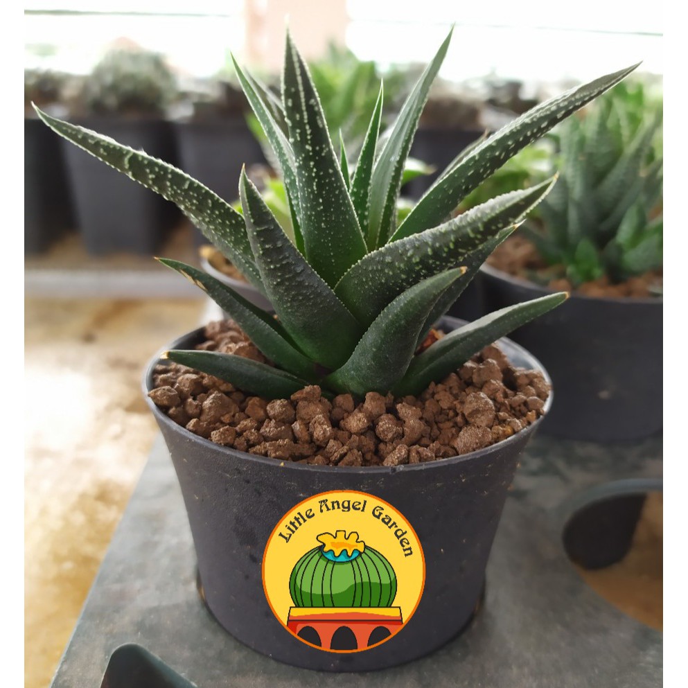 Haworthia Fasciata Concolor thuần khí hậu miền nam, khỏe, dễ chăm