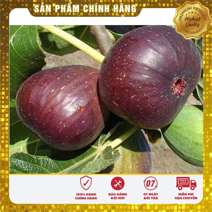 Hạt giống cây sung ngọt mỹ 10 hạt hạt giống sung