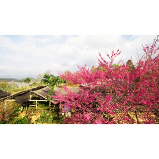 Hạt giống cây hoa Anh Đào