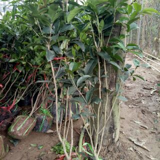 CÂY MỘC HƯƠNG CAO 70cm