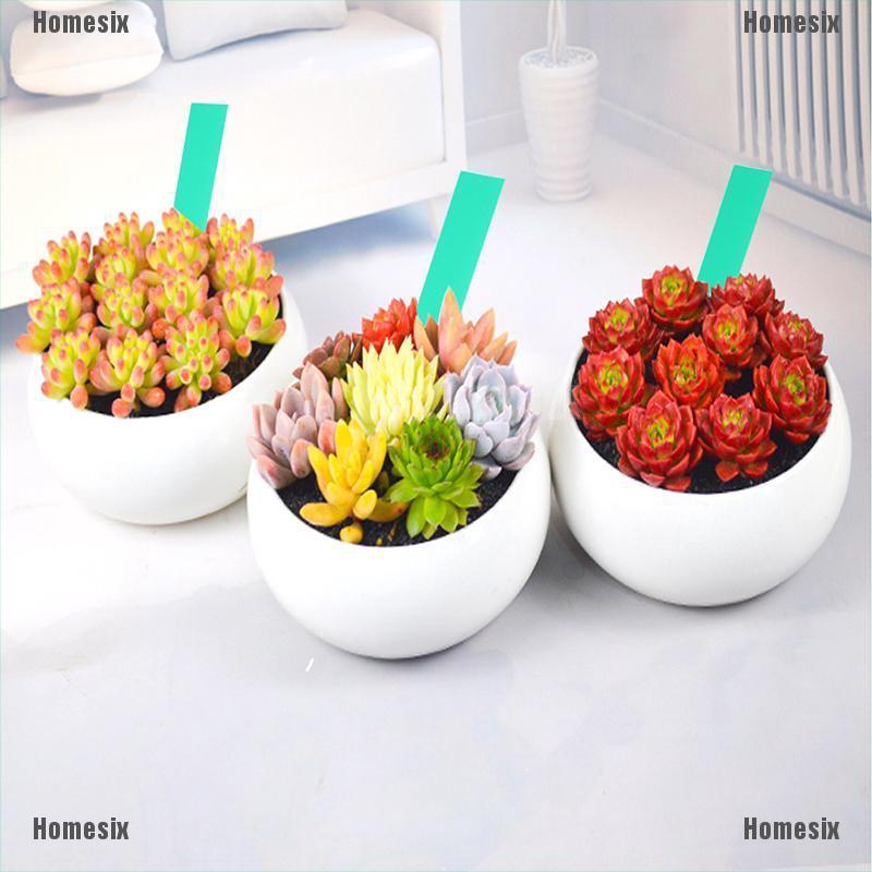 Set 50 Thẻ Nhựa Đánh Dấu Cây Trồng