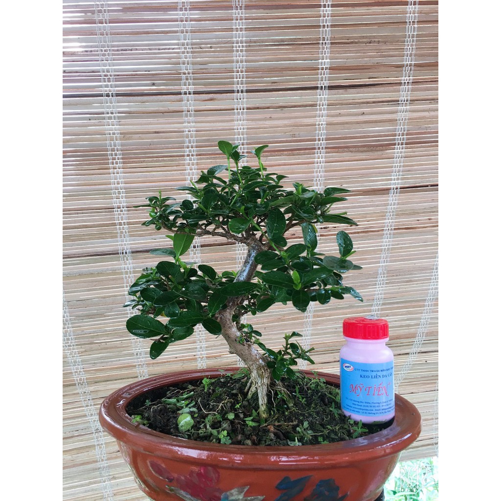 Cây sam hương bonsai mini để bàn thơm
