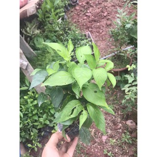 Cây giống Cẩm Đỏ
