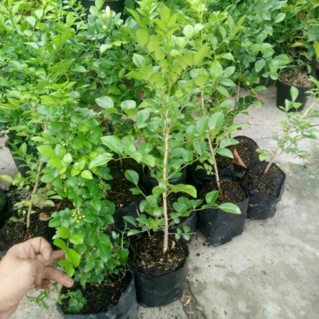 Cây nguyệt quế giống gieo từ hạt