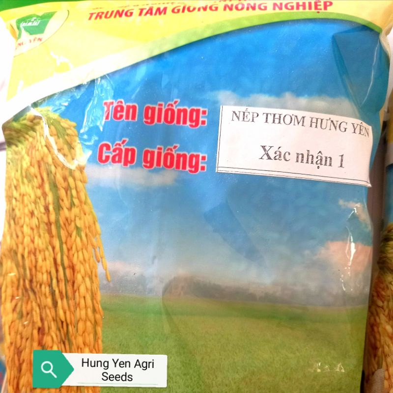 Giống Lúa Nếp Thơm Hưng Yên  Sản phẩm chất lượng cao của Trung tâm giống nông nghiệp Hưng Yên
