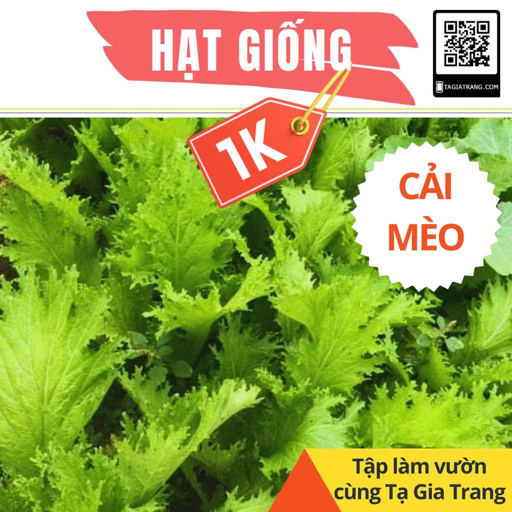 Deal 1K - 100 Hạt giống Cải Mèo - Tập làm vườn cùng Tạ Gia Trang