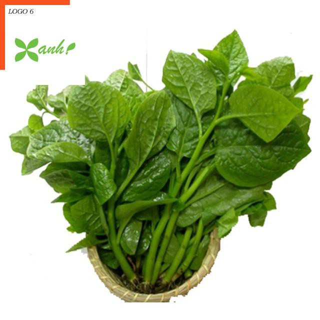 Giống Rau Mồng Tơi