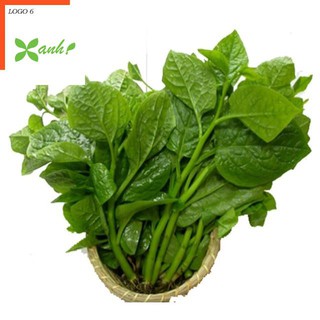 Giống Rau Mồng Tơi