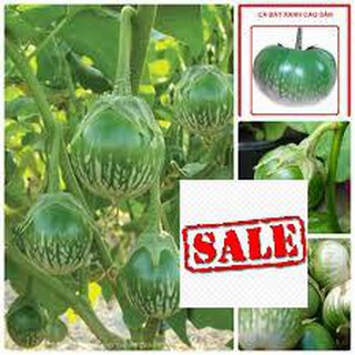 Gói 50 hạt giống cà xanh da ếch sale